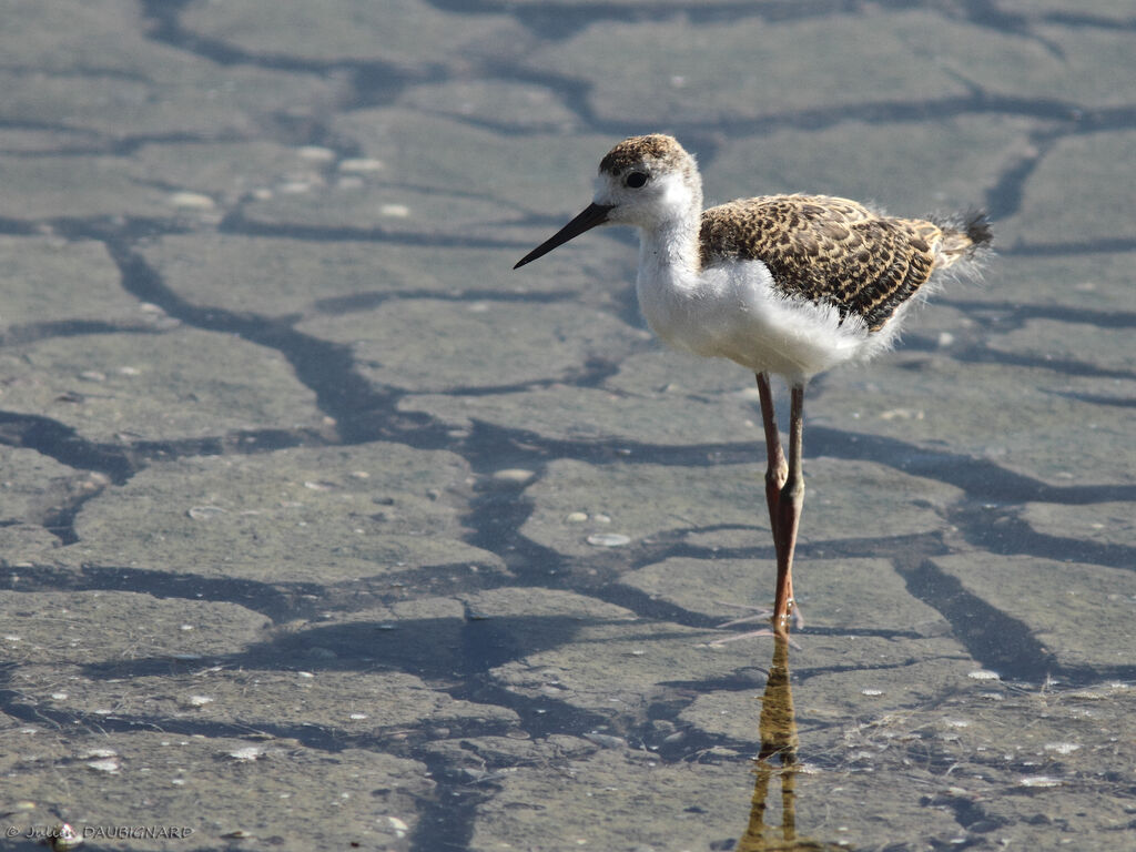 Black-winged StiltFirst year, identification