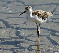 Black-winged Stilt