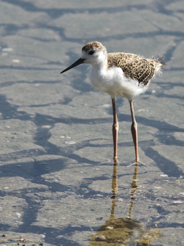 Black-winged StiltFirst year, identification