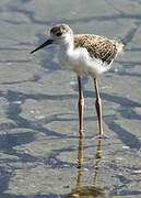 Black-winged Stilt