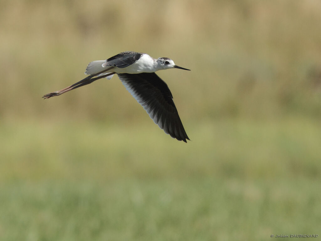 Black-winged StiltFirst year, Flight