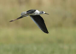 Black-winged Stilt