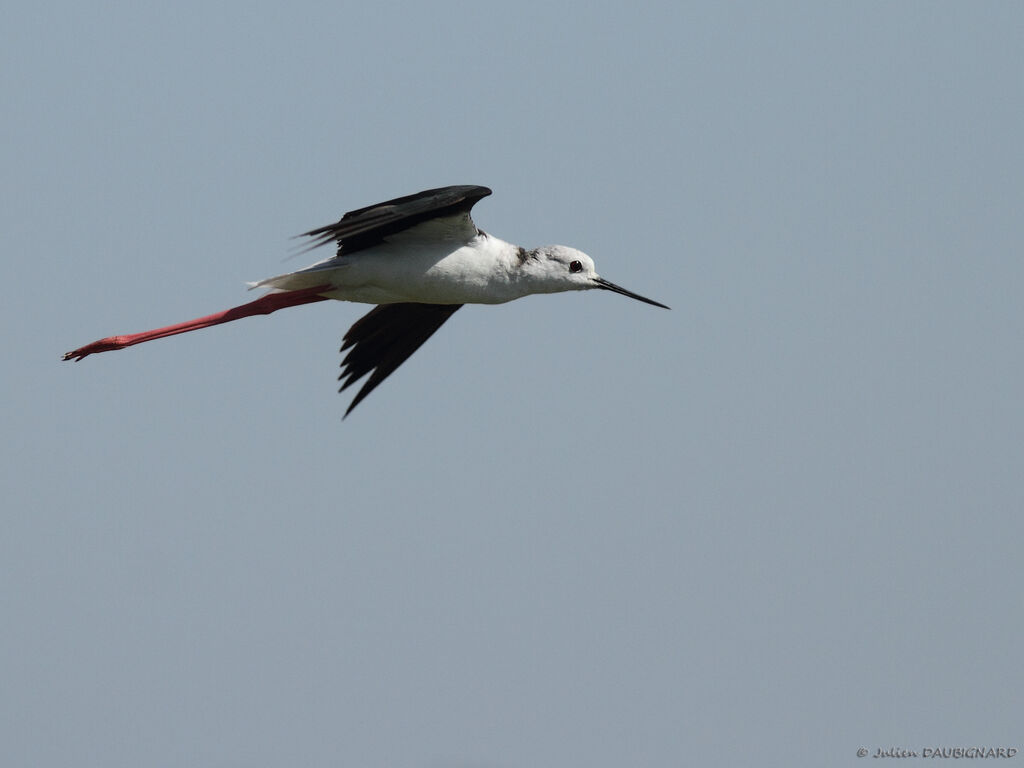 Black-winged Stiltadult, Flight