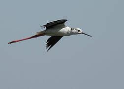 Black-winged Stilt