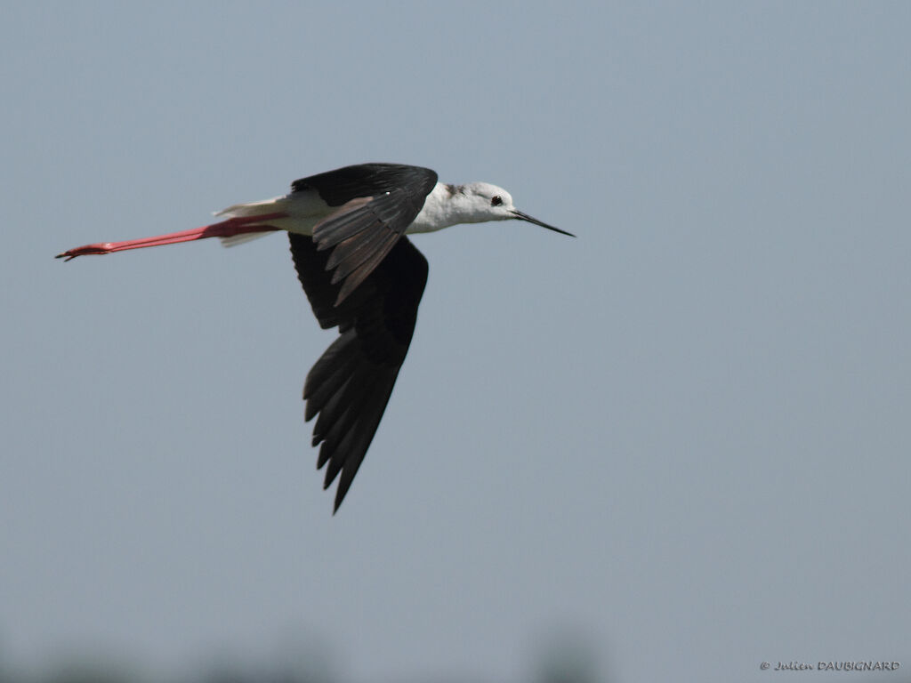 Black-winged Stiltadult, Flight