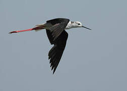 Black-winged Stilt