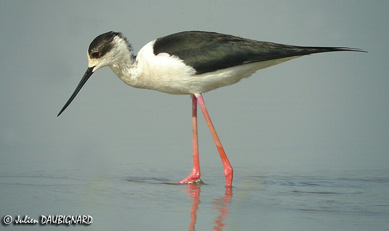 Black-winged Stilt