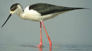 Black-winged Stilt