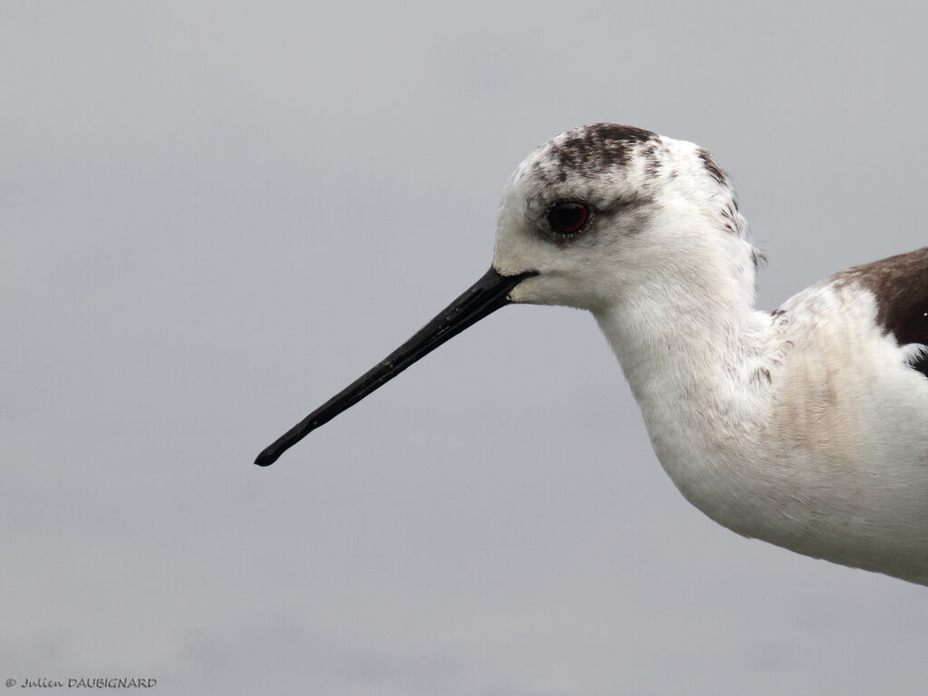 Black-winged Stilt, identification, close-up portrait