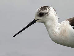 Black-winged Stilt