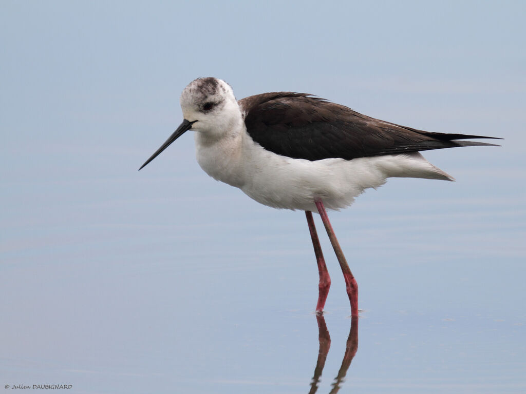 Black-winged Stilt, identification