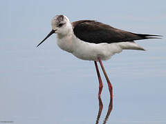 Black-winged Stilt