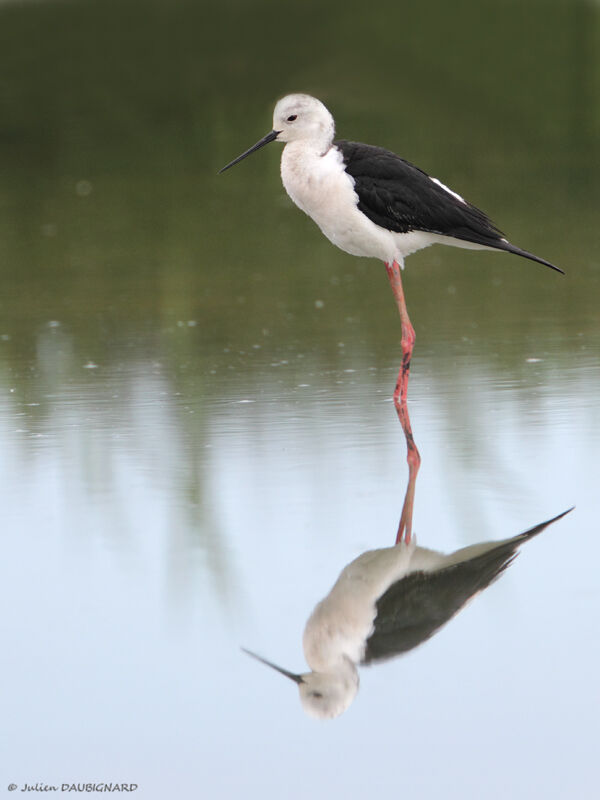 Échasse blanche, identification