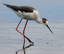 Black-winged Stilt