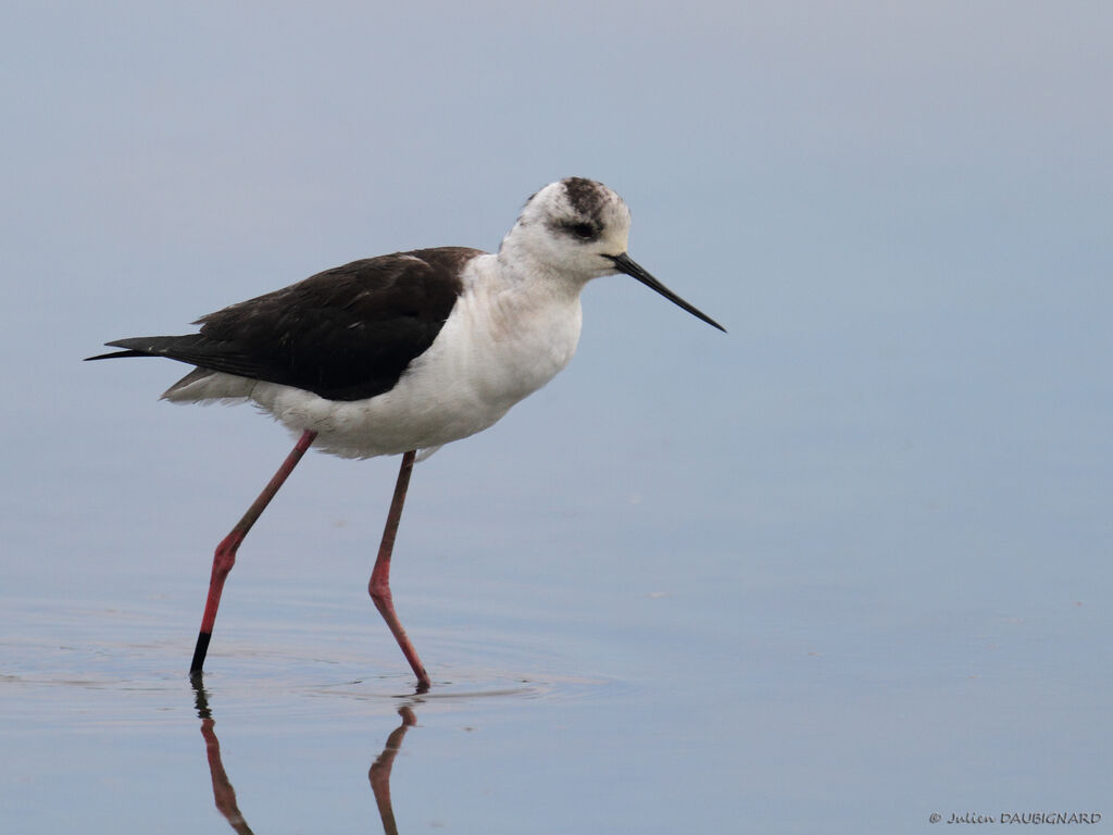 Échasse blanche, identification