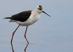 Black-winged Stilt