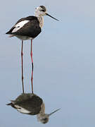 Black-winged Stilt