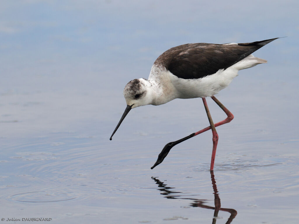 Black-winged Stilt, identification