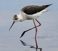 Black-winged Stilt