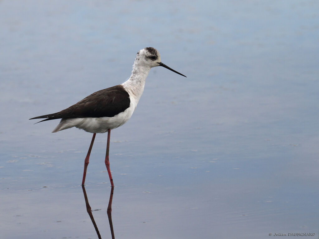 Black-winged Stilt, identification