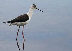 Black-winged Stilt