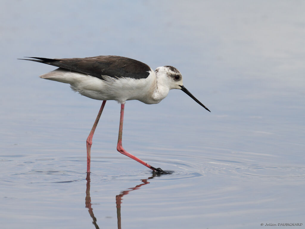 Échasse blanche, identification