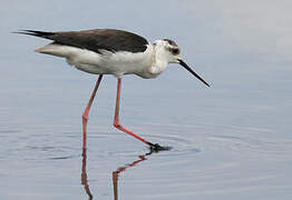 Black-winged Stilt