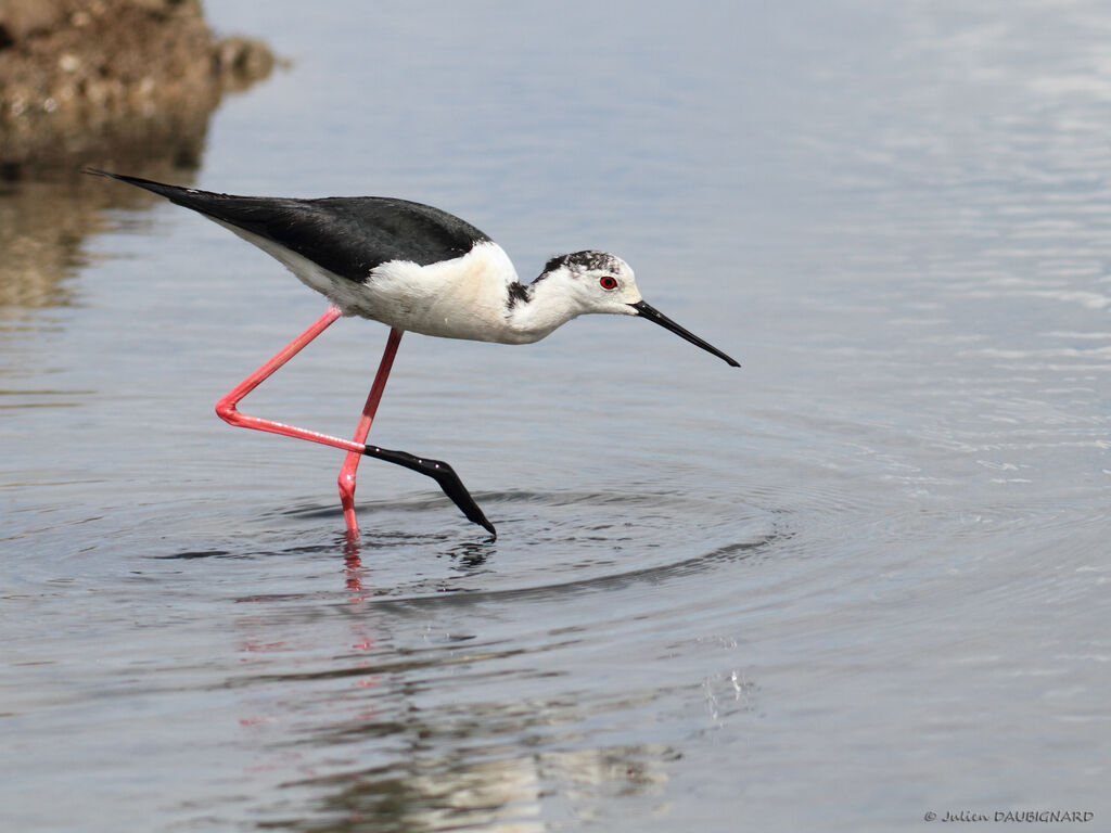 Black-winged Stilt, identification