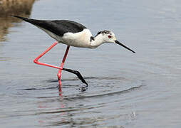 Black-winged Stilt