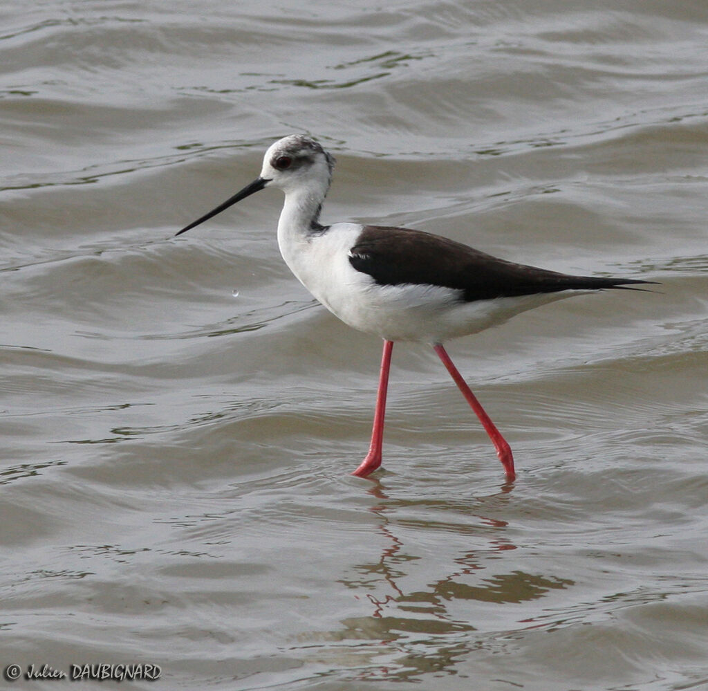 Black-winged Stiltadult, identification