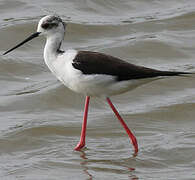 Black-winged Stilt