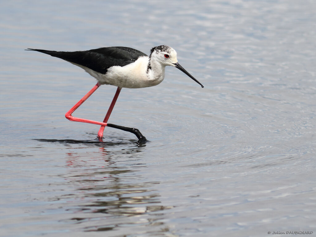 Black-winged Stilt, identification