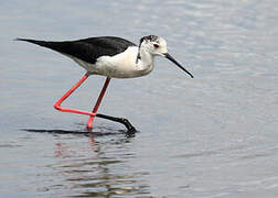 Black-winged Stilt