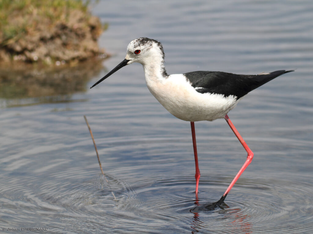 Échasse blanche, identification