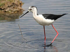 Black-winged Stilt