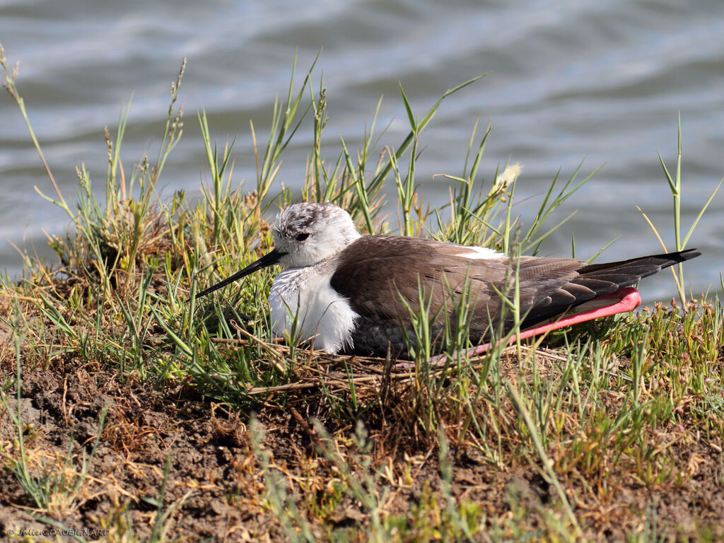 Black-winged Stilt female adult, identification, Reproduction-nesting