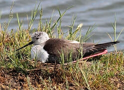 Black-winged Stilt