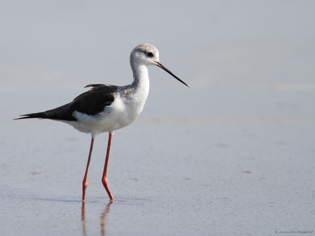 Échasse blanche, identification