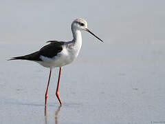 Black-winged Stilt