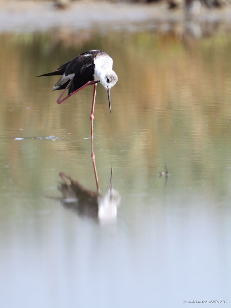 Échasse blanche