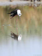 Black-winged Stilt