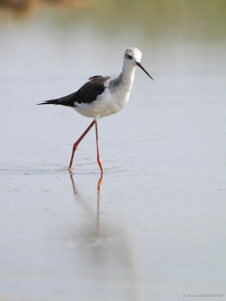 Échasse blanche, identification