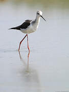 Black-winged Stilt