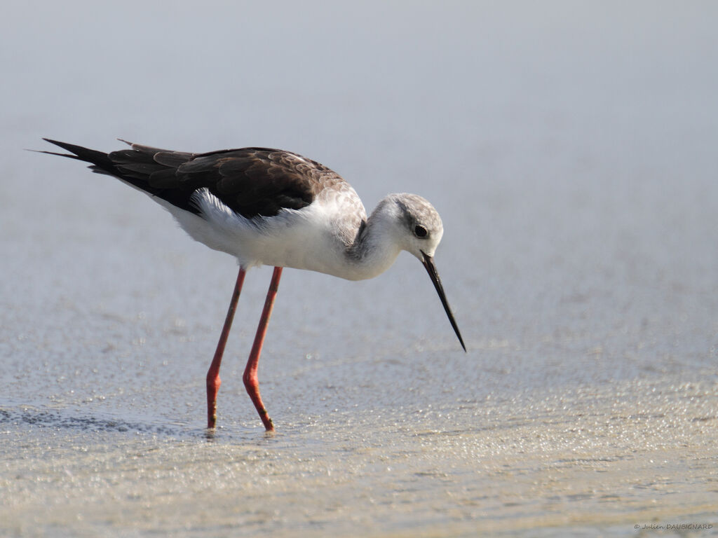 Échasse blanche, identification