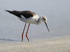 Black-winged Stilt