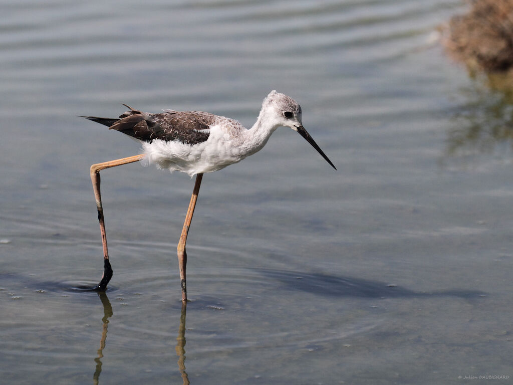 Black-winged Stiltimmature, identification