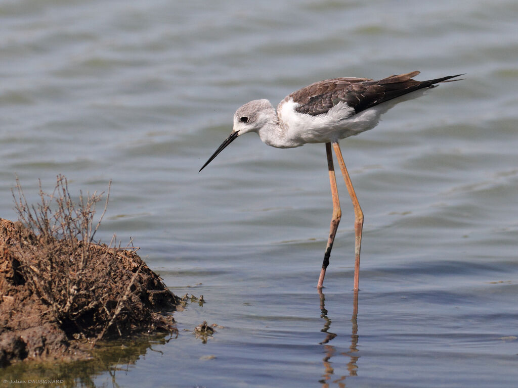 Black-winged Stiltimmature, identification