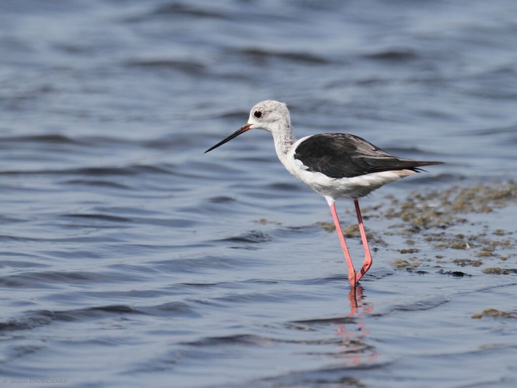 Échasse blanche, identification