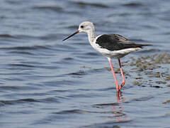 Black-winged Stilt