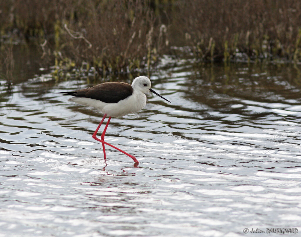 Échasse blanche, identification